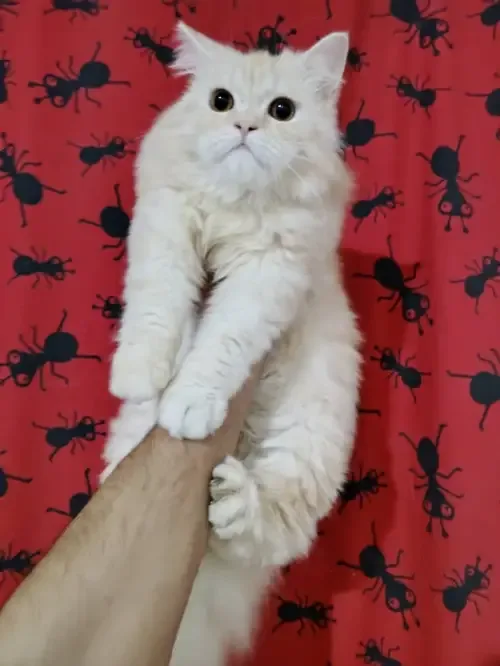 ssss